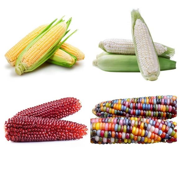 200+ Corn Seeds for Planting (4 MVR1Varieties) Glass Gem Corn, Sweet Corn, Silver Queen Corn, red Corn Non-GMO Heirloom, 90% Germination Rates Open Pollinated