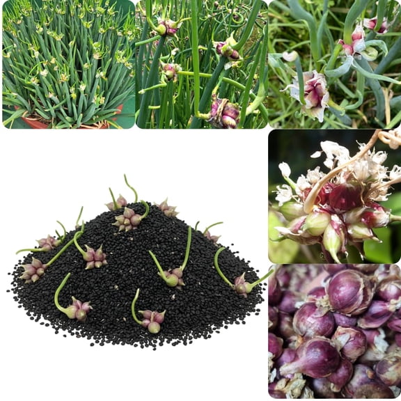 200 Egyptian Walking Onion Seeds, Heirloom Perennial Walking Onion Seeds, Not Bulbs, Cold Hardy Vegetable Seeds for Garden Planting
