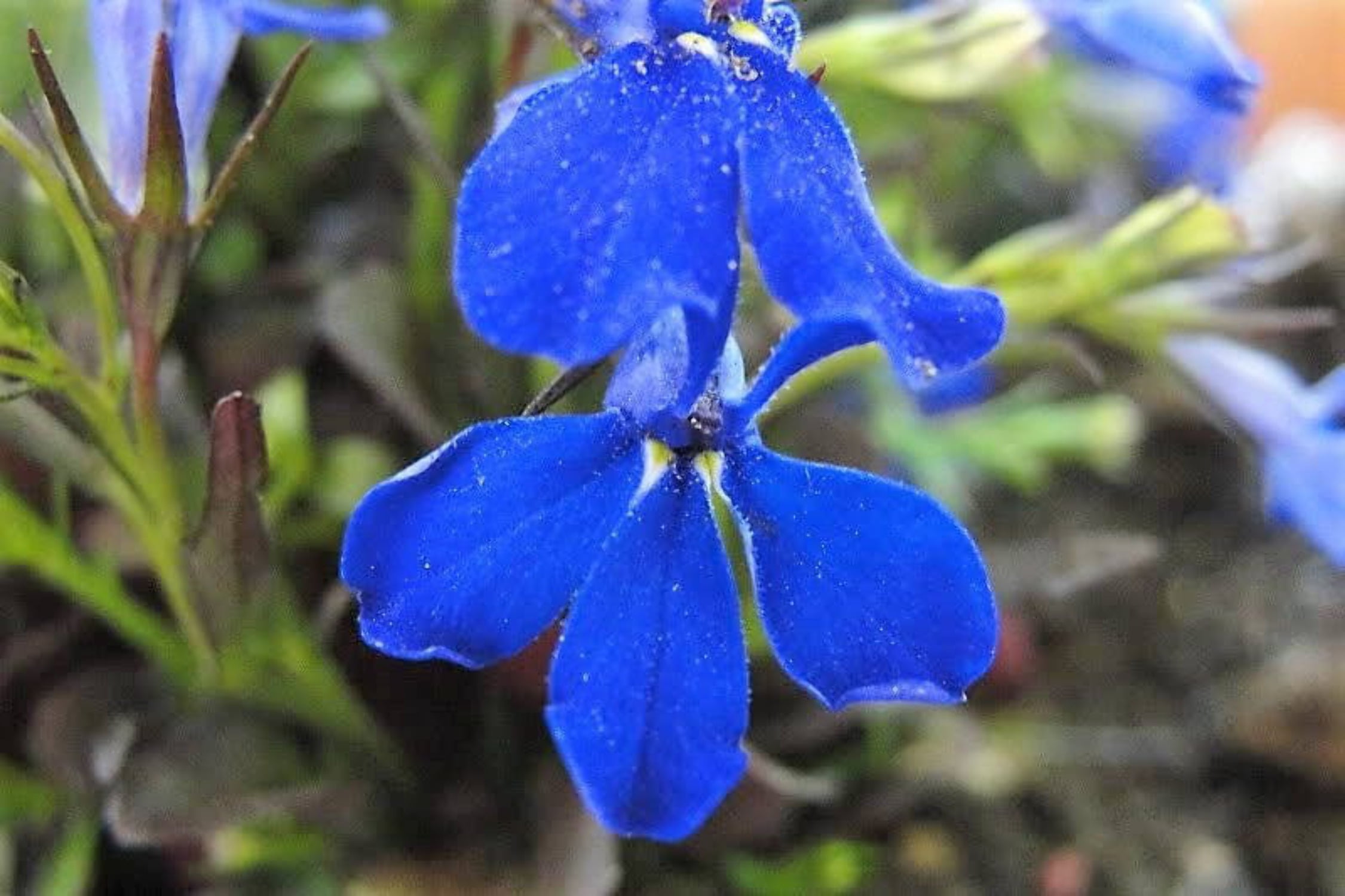 200 Electric Blue MONSOON LOBELIA Erinus Flower Seeds