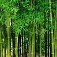 thumbnail image 1 of 200+ Fresh Giant Bamboo Seeds for Planting - Quick Growth and Winter Hardy Privacy Screen, Good for Environment, 1 of 2
