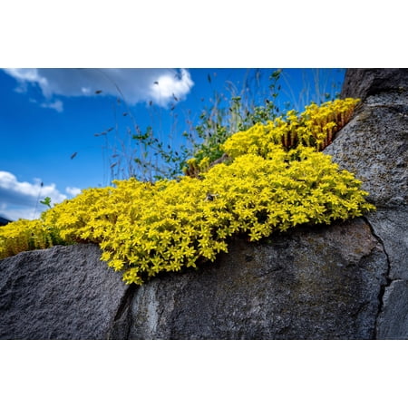 200 GOLDEN CARPET SEDUM Acre Gold Moss Stonecrop Flower Seeds