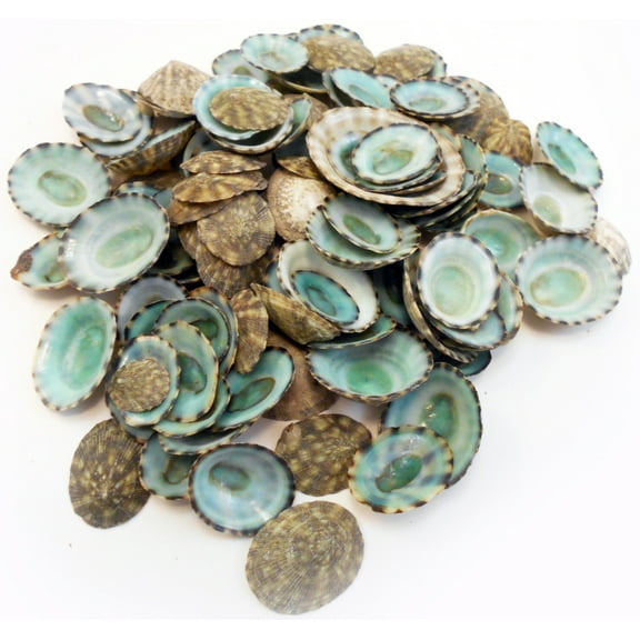 200 Green Limpet Shells Seashells Shellcraft Beautiful Beach Nautical 1/2" - 1" (13-25 mm)