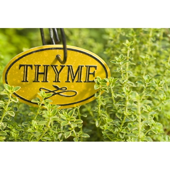 200+ Herb Thyme Seeds - Organic Heirloom Summer Herbs Seed - Made in USA - Non GMO Garden Seeds