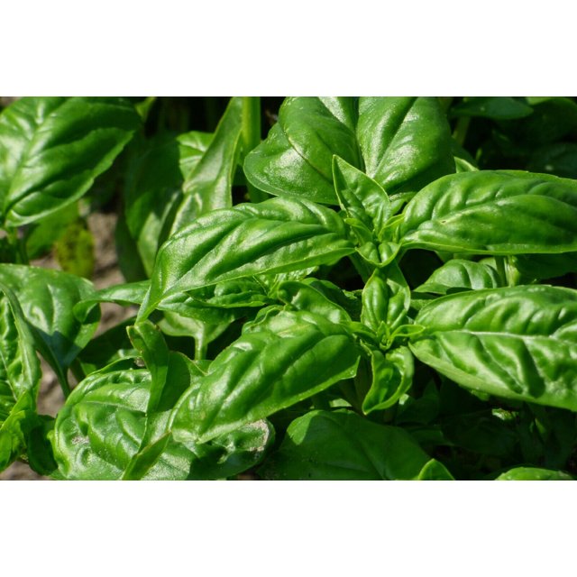 200+ ITALIAN LARGE LEAF BASIL SEEDS