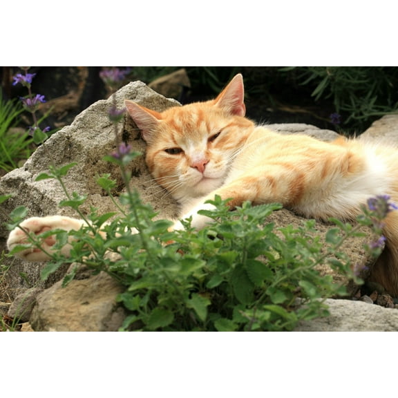 200 Lemon LEMONY CATNIP Nepeta Cataria Citrodoria Herb Flower Seeds