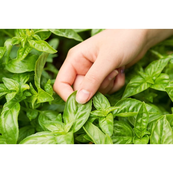 200 MOZZARELLA BASIL Sweet Italian Heirloom Ocimum Basilicum Herb Flower Seeds