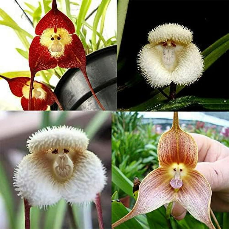 Monkey face deals orchid