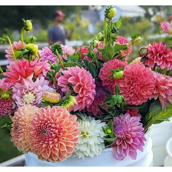 200 Mixed Color Dahlia Seeds for Planting