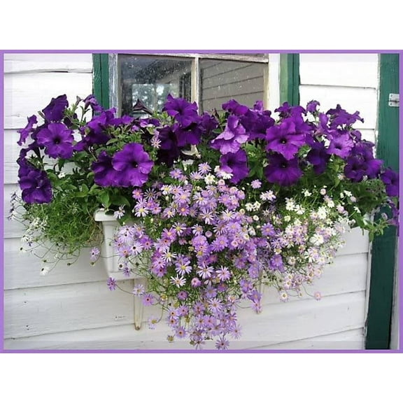 200 Mixed Colors SWAN RIVER DAISY Brachyscome Iberidifolia Flower Seeds