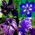 200+Mixed Rare Iris Flower OIF8 Seeds to Plant Outdoor Perennial