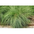 thumbnail image 1 of 200 PRAIRIE DROPSEED Ornamental Native Grass Sporobolus Heterolepis Seeds, 1 of 10