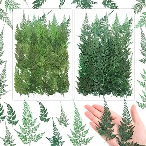200 Pcs Dried Pressed Flowers Green Leaves Larkspur Flowers Small Dry Preserved Natural Ferns Real Dried Leaves Plant Leaf for Resin Arrangements Home Wedding Art DIY Crafts Decors