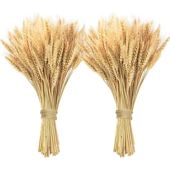 200 Pcs Dried Wheat Stalks, Dried Flowers Natural Wheat for Home Kitchen Office Flowers Arrangement Wedding Table Christmas Farmhouse Boho Party Fall Dcor (17.5 inches)