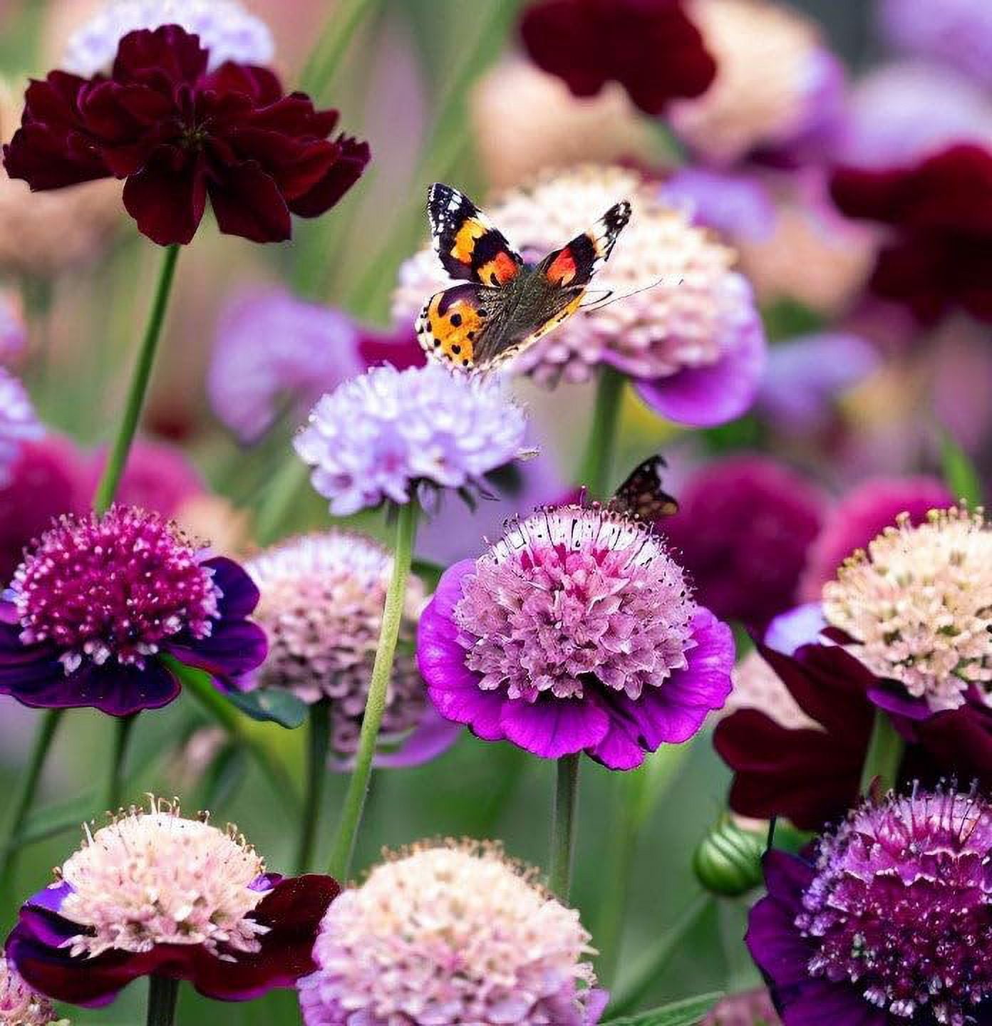 200+ Perennial Dwarf Double MMF7 Scabiosa Pincushion Flower Seed for