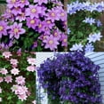 200+Perennial Mixed Clematis Vine DHF10 Flower Seeds for Planting
