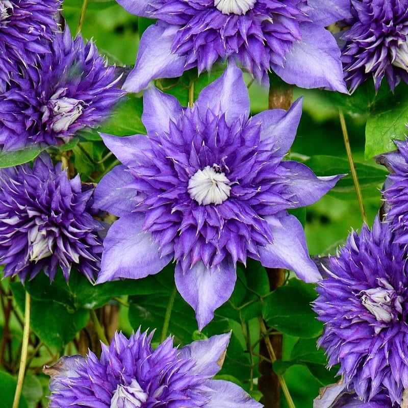 Clematis main image 0