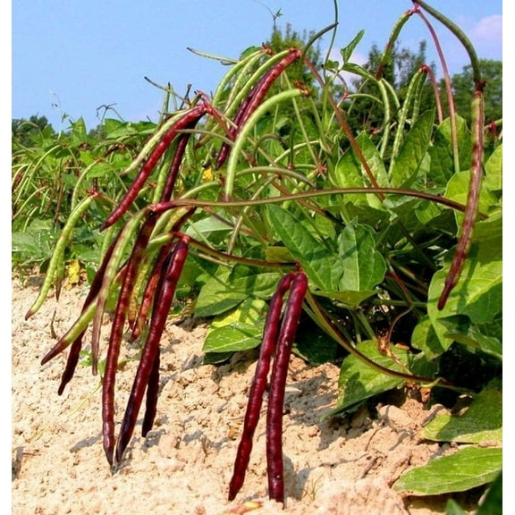 200 Pinkeye Purple Hull Cowpea Seeds MVR1for Planting - Delicious & Nutritious Peas - Non-GMO Heirloom Seeds