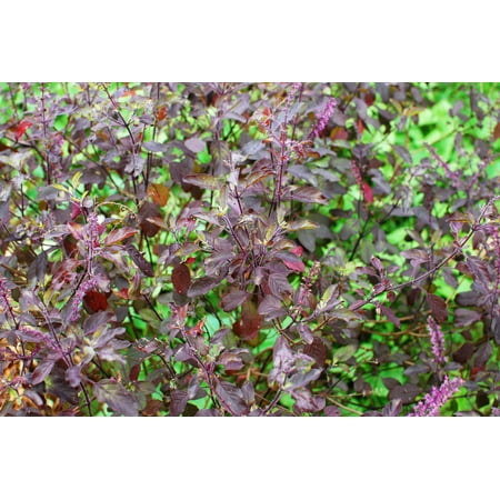 200 Purple Krishna Tulsi HOLY BASIL Ocimum Sanctum Tenuiflorum Herb Flower Seeds