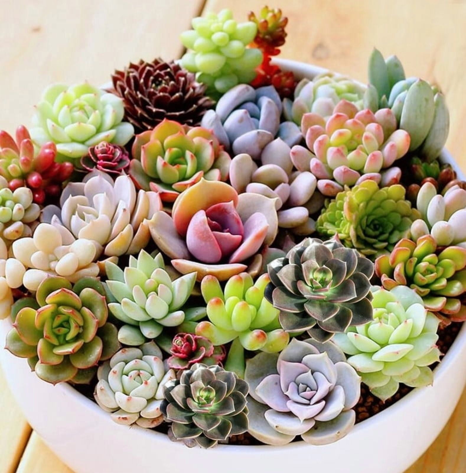 Succulent Seeds Planting