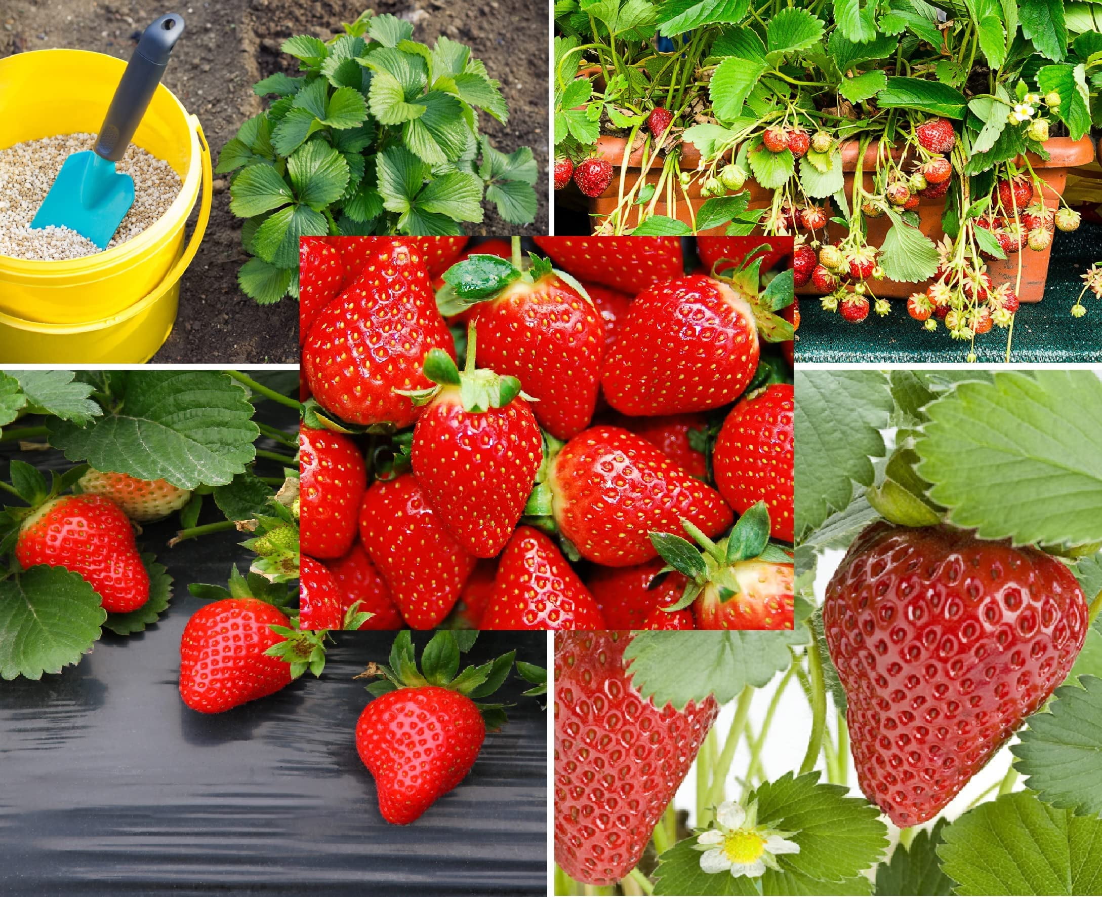 CZ Grain Red Climbing Strawberry Seeds 200+ Easy to Grow Everbearing