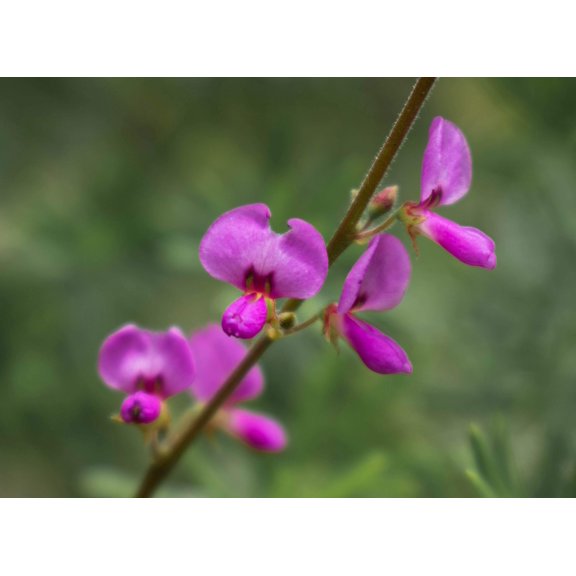 200 SHOWY PINK TREFOIL Stick Tights Desmodium Canadense Flower Seeds