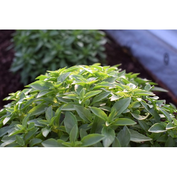 200 SPICY GLOBE BASIL Ocimum Basilicum Herb Flower Seeds