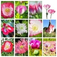 thumbnail image 1 of 200 Seeds AFGHAN RESELECTED Blue POPPY Mixed Colors Papaver Somniferum Setigerum Pink Purple White Flower Seeds, 1 of 11