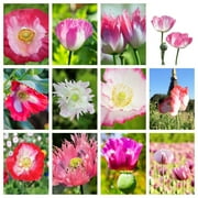 200 Seeds AFGHAN RESELECTED Blue POPPY Mixed Colors Papaver Somniferum Setigerum Pink Purple White Flower Seeds