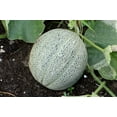 thumbnail image 1 of 200 *Seeds HALE'S Best JUMBO CANTALOUPE Orange Muskmelon Cucumis Melo Melon Fruit Seeds, 1 of 11