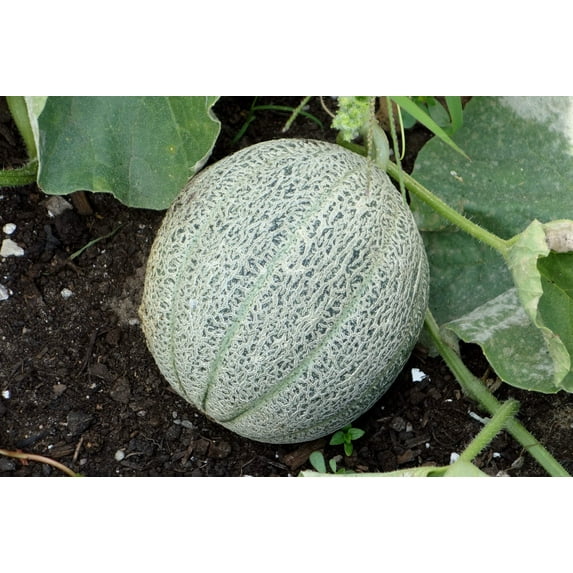 200 *Seeds HALE'S Best JUMBO CANTALOUPE Orange Muskmelon Cucumis Melo Melon Fruit Seeds