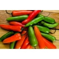 thumbnail image 1 of 200 Seeds Hot SERRANO TAMPIQUENO PEPPER Mexican Chile Capsicum Annuum Vegetable Seeds, 1 of 9