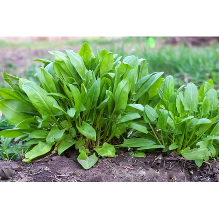 200 Seeds LARGE LEAF SORREL (Garden Sorrel / Spinach Dock / Redshank) Rumex Acetosa Vegetable Seeds