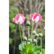 200 Seeds Organic AMPHORA POPPY Pink & White Papaver Somniferum Flower Seeds