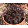 thumbnail image 1 of 200 Seeds RED Streaked MIZUNA MUSTARD Japanese Greens Brassica Juncea Vegetable Seeds, 1 of 8