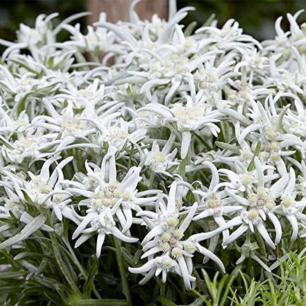200 Seeds White Edelweiss Seeds Leontopodium Alpinum Seeds Beautiful