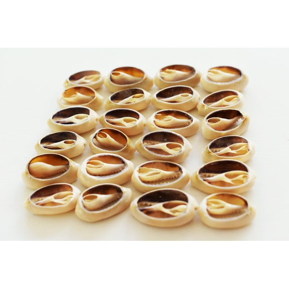 200 Select Center Cut Ringtop Cowrie Shells (3/4-1" / 12-25 mm) Beach Crafts Ocean Jewelry Nautical Decor