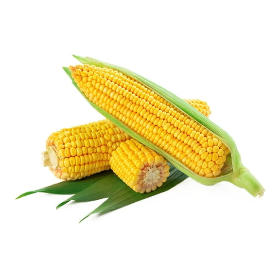 200+ Select Yellow Sweet Corn Seeds MVR1for Planting, Non-GMO Heirloom 100% USA Grown Botanical Name: Corn Zea mays