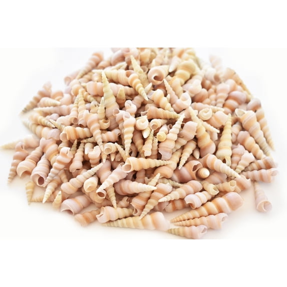 200 Small Purple Turretella Shells Seashells 1/2"-1" Craft Beach Wedding Decor