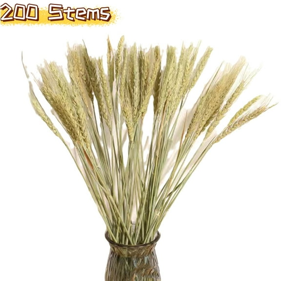 200 Stems Dried Wheat Stalks for Decor, 15.7" Natural Wheat Grass Sheaves Bundle Farmhouse Artificial Flowers Arrangement for DIY Wedding Table Home Centerpieces Party Decorative(Cyan)