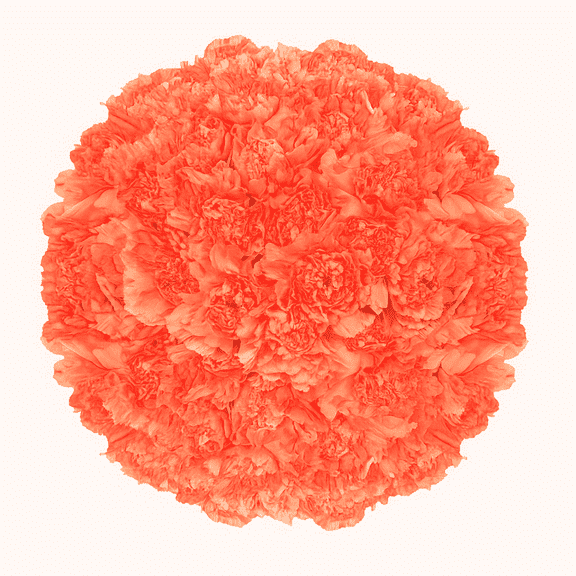 200 Stems of Orange Carnations- Beautiful Fresh Cut Flowers- Express Delivery