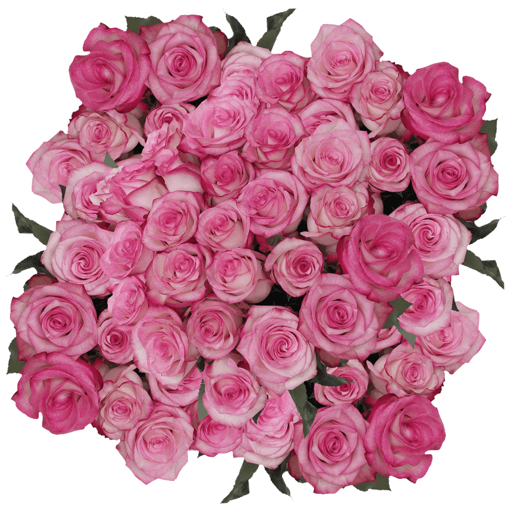 Rose Petals – Los Angeles Florist - Pink Clover