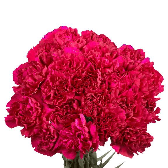 200 Stems of Purple Carnations- Beautiful Fresh Cut Flowers- Express Delivery