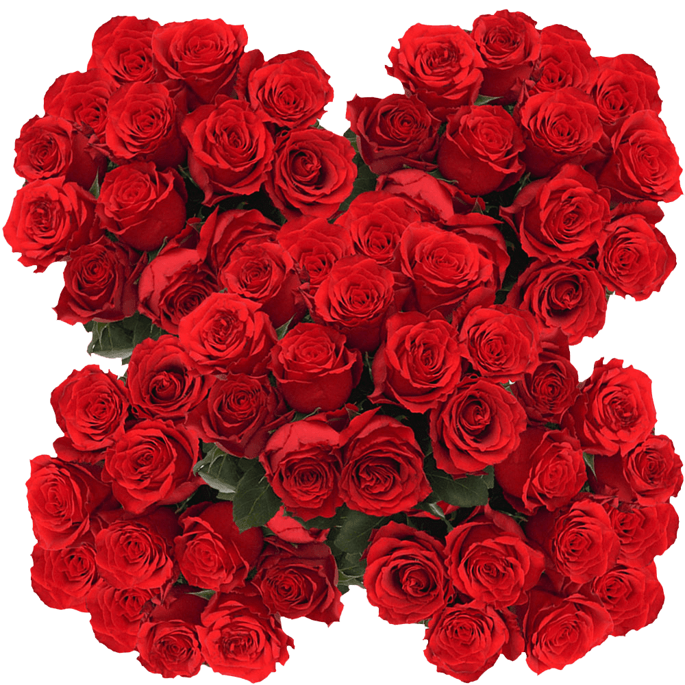 200 Stems of Undercover Red Roses Fresh Flower Delivery