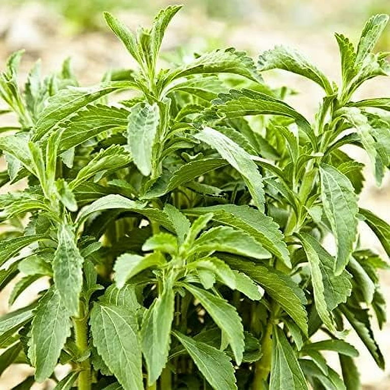 Stevia the Sweet Herb