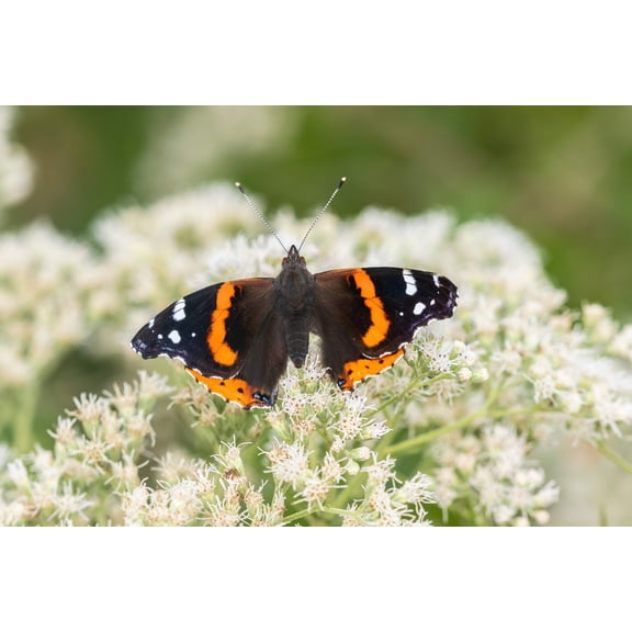 200 TALL WHITE BONESET (Thoroughwort) Eupatorium Perfoliatum Flower Seeds