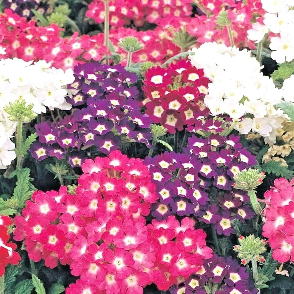 200+VERBENA MIX Flower Seeds Groundcover Hanging Baskets Container ...