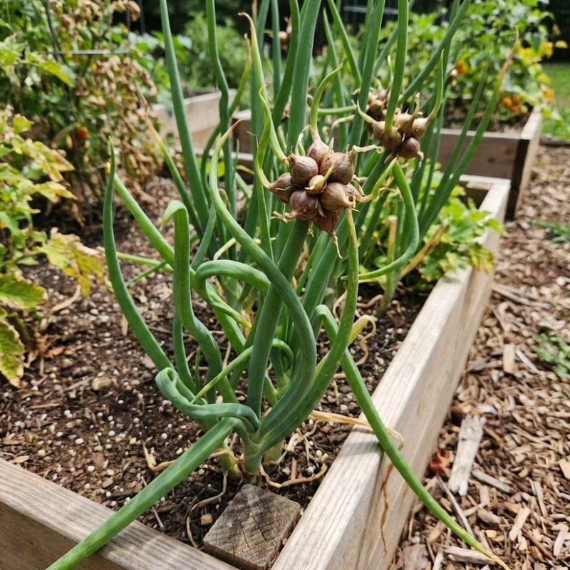 200 Walking Onion Seed Plants, Indoor Outdoor Rare Top Bulb Growth, Easy Care Container Garden Plant