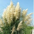 thumbnail image 1 of 200+ White Pampas Grass Seeds Cortaderia Selloana Ornamental Flower Garden Plants, 1 of 3