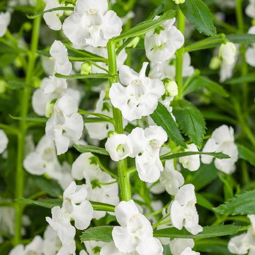 200 White Snapdragon Seeds Flower Perennial Flowers Seed 310 US SELLER 974