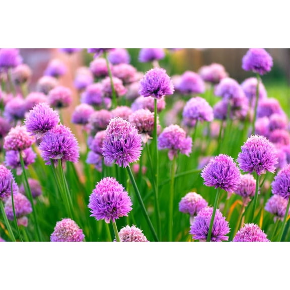 200 Wild Chives Seeds for Planting - Non-GMO Heirloom - Grow Indoors or Outdoors, Wild Chive Herb